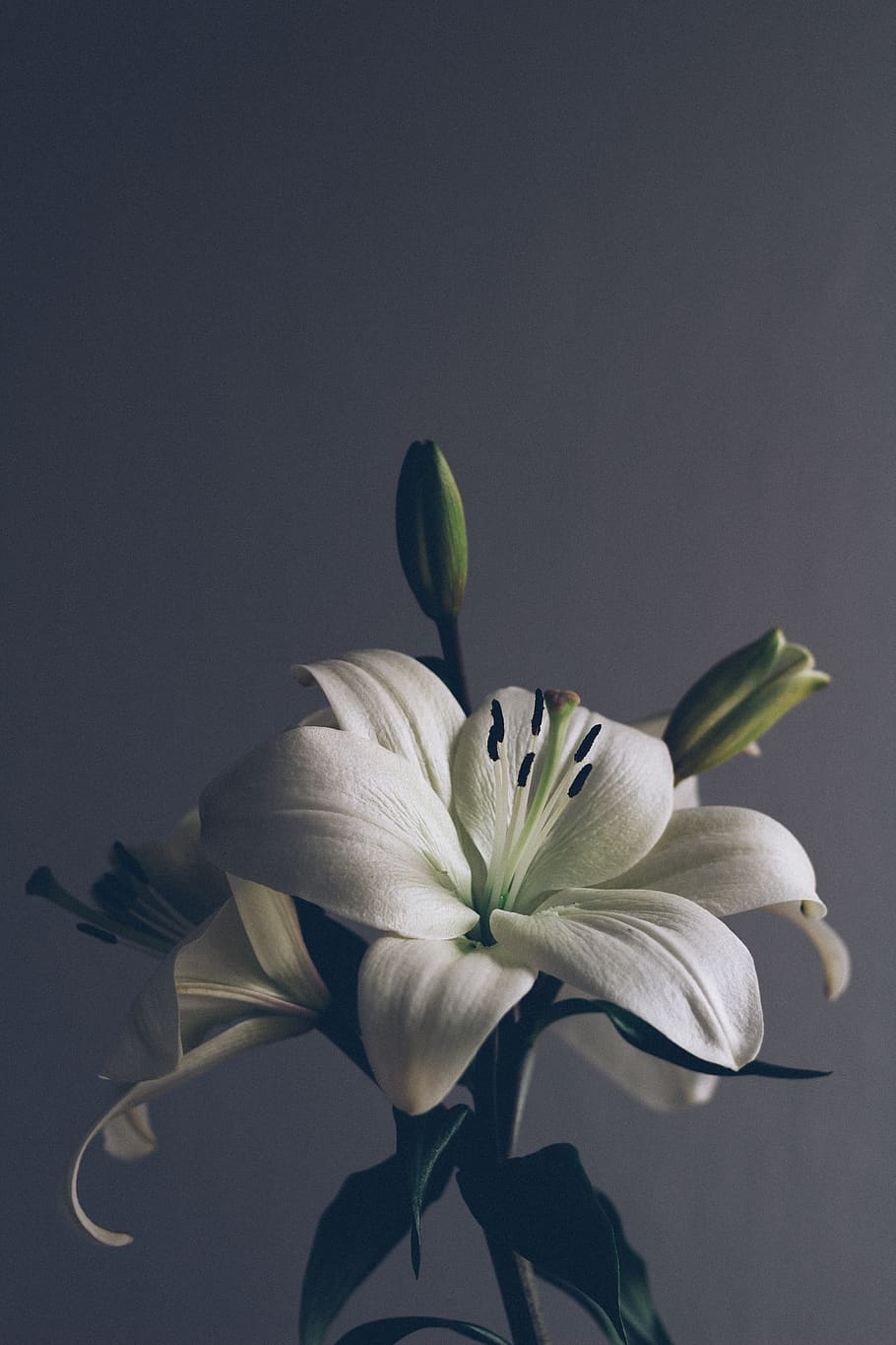 flower, flowering plant, vulnerability, fragility, petal, freshness HD wallpaper