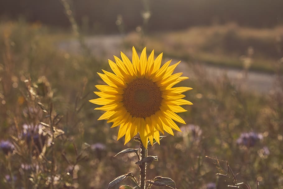 sunflower, backlighting, blossom, bloom, yellow, summer, nature HD wallpaper