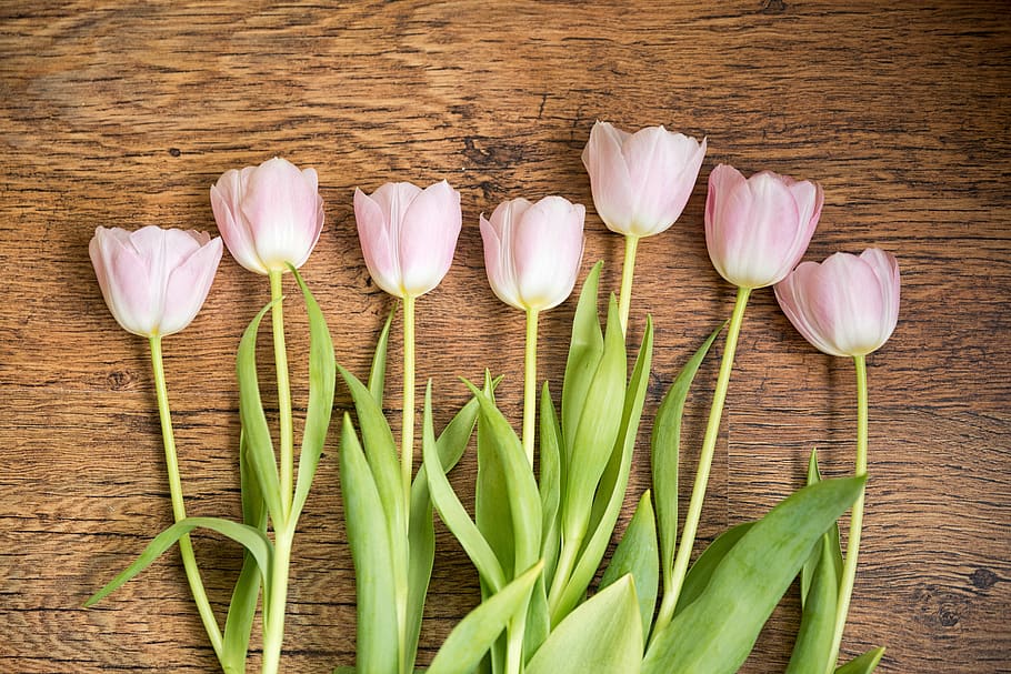 tulips, spring, flowers, bloom, pink, bouquet, flora, blooming HD wallpaper