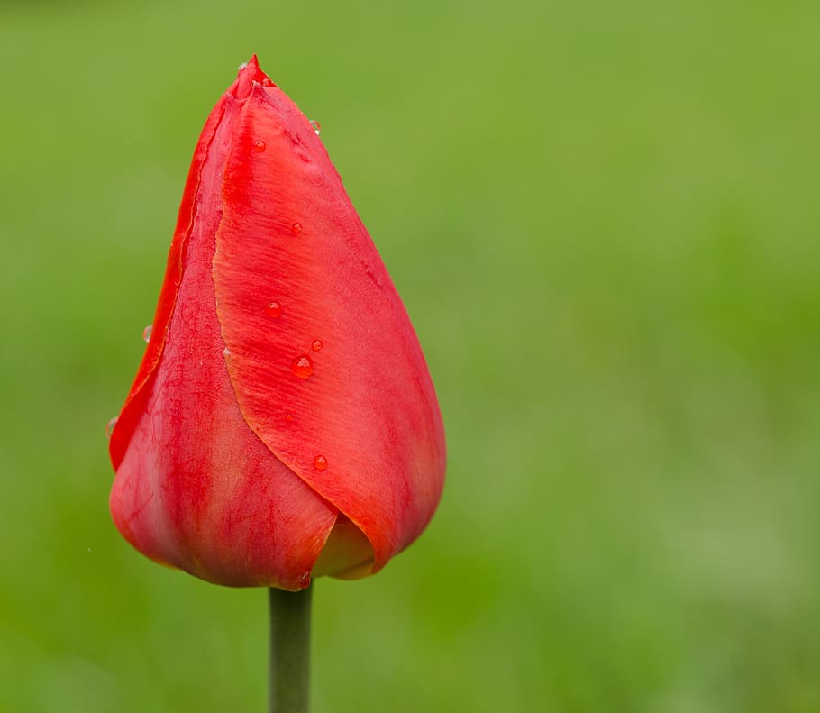 tulip, flower, macro, close-up, rain, red, closed, samantha postman HD wallpaper
