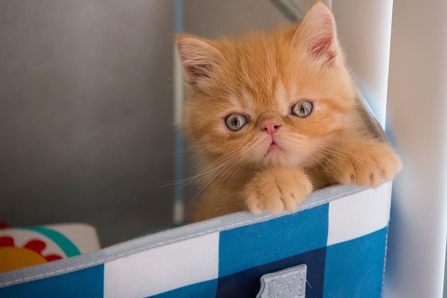 orange tabby kitten, pets, cat, domestic, domestic cat, mammal HD wallpaper