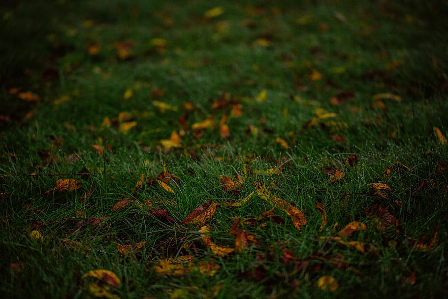 green grass, flora, plant, united states, farmington hills, outdoors HD wallpaper