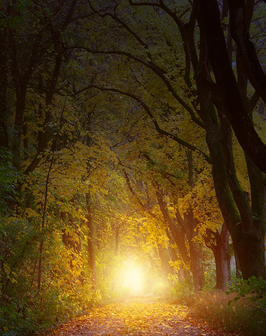 light, forest, away, path, trees, autumn, red, orange, leaves HD wallpaper