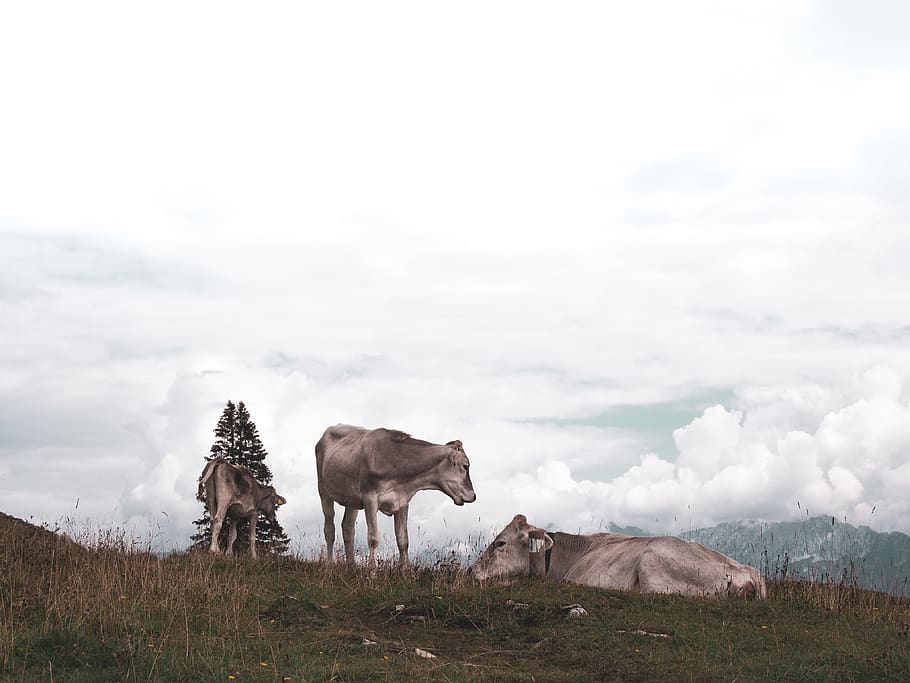 three cows on grass field, animal, mammal, cattle, wildlife, germany HD wallpaper