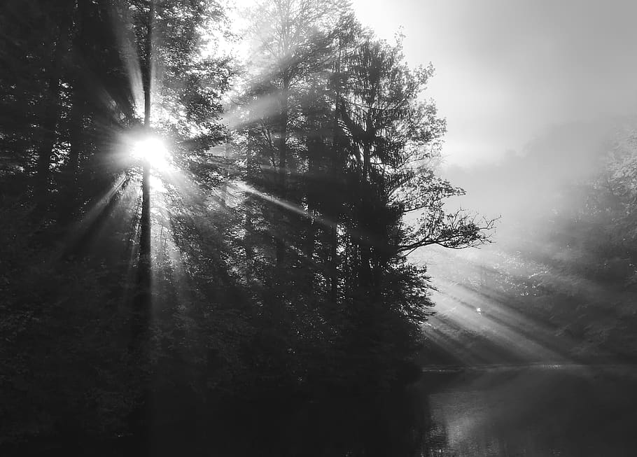 Hd Wallpaper Sunlight Streaking Through Trees In Foggy Forest Plant