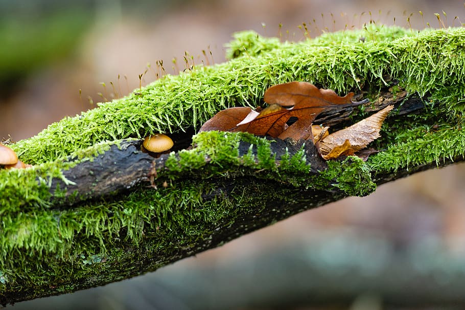 moss, plant, leaf, mushroom, nature, tree, lizard, reptile HD wallpaper