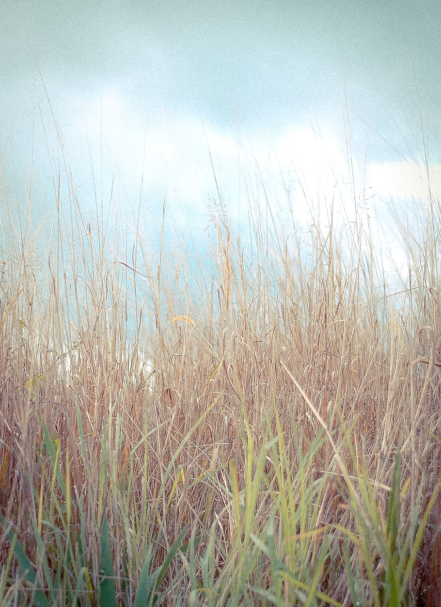 grass, sky, field, plant, growth, beauty in nature, tranquility HD wallpaper
