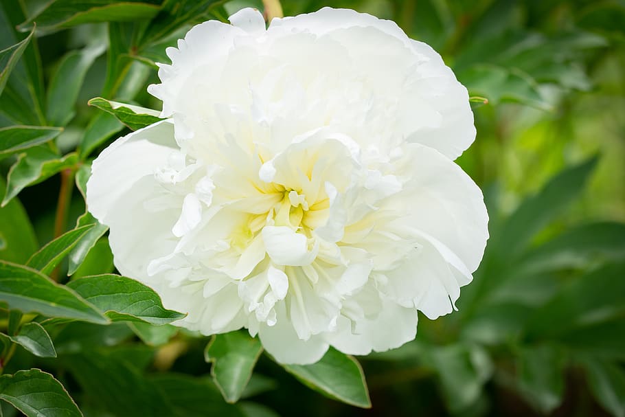 peony, white, white peony, flower, white flower, blossom, bloom HD wallpaper