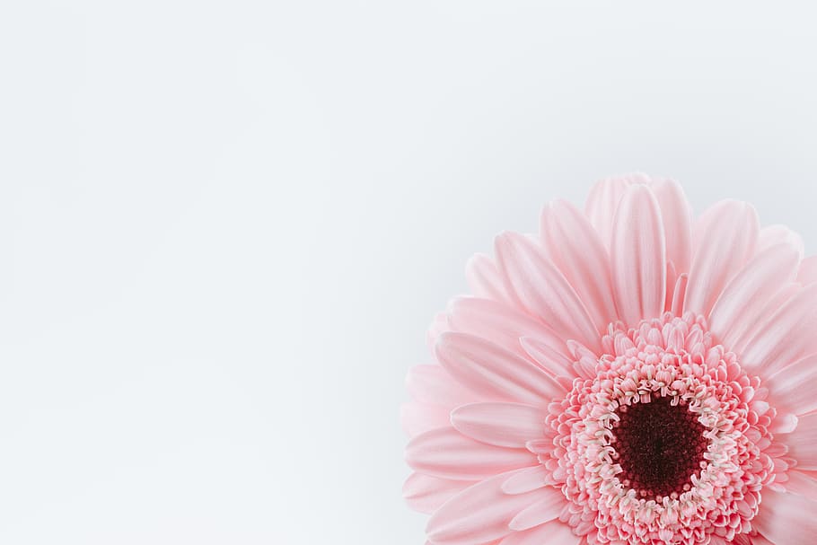 pink-petaled flower, flowering plant, copy space, freshness, beauty in nature HD wallpaper