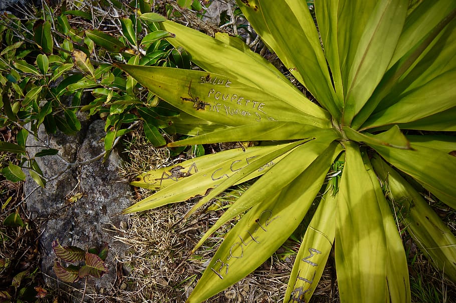 HD wallpaper mauritius domaine du chasseur reserve plant lion