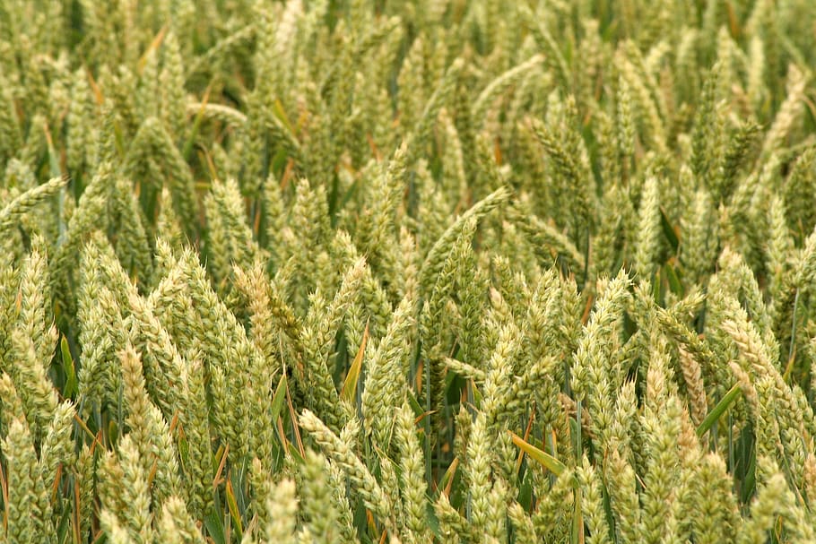 grain, ear, cereals, cornfield, agriculture, summer, nature HD wallpaper