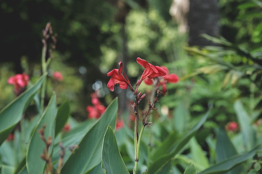 flower, red, green, forest, nature, national park, tree, growth HD wallpaper