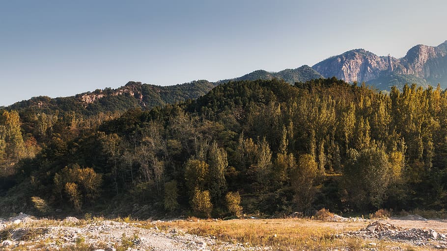 mountain during daytime, tree, scenics - nature, plant, beauty in nature HD wallpaper