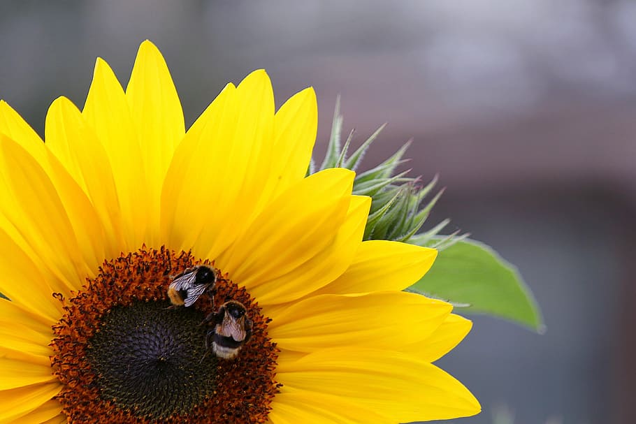 sun, flower, nature, fresh, fragrance, garden, blooming, yellow HD wallpaper