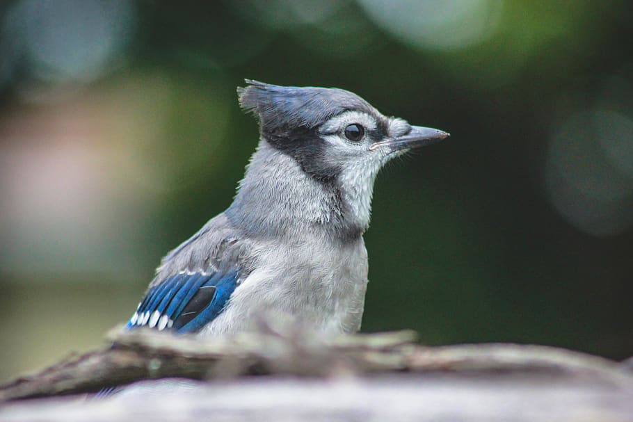 canada, cobourg, closeup, macro, bird, birds, telephotos, bluejay HD wallpaper