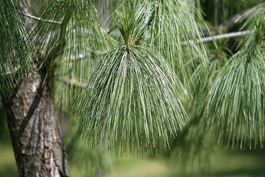 Selective Focus Photo of Pine Tree, blur, branches, bright, close-up HD wallpaper
