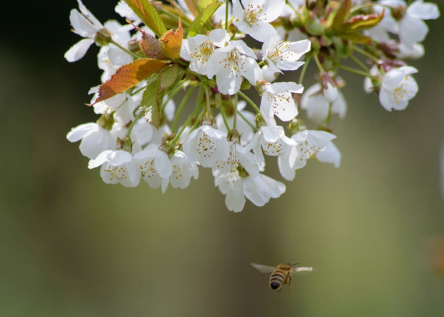 tree, bee, spring, bloom, flowers, branch, nature, blossom HD wallpaper