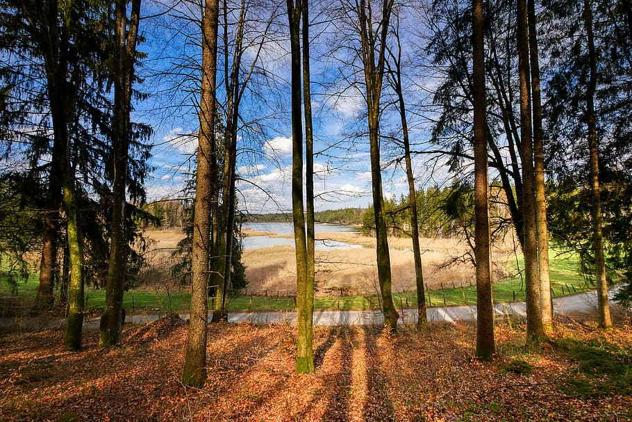 forest, tree, nature, landscape, green, wood, scenic, lake HD wallpaper