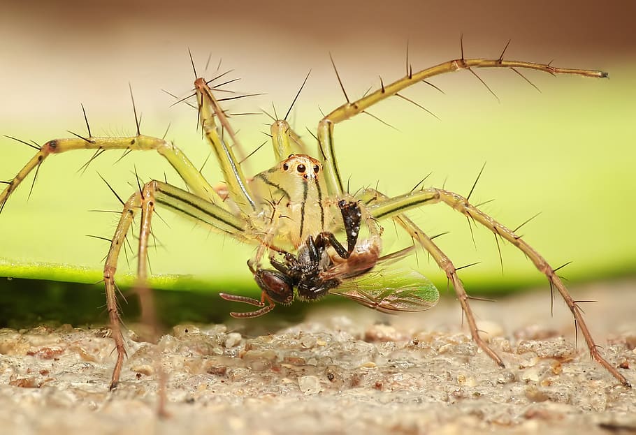 hunt, hunter, spider, insect, fly, prey, web, animals in the wild HD wallpaper
