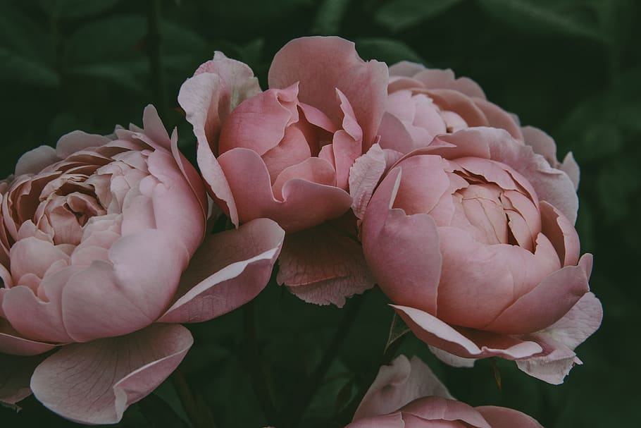 pink flower bloom during daytime, flowering plant, vulnerability HD wallpaper