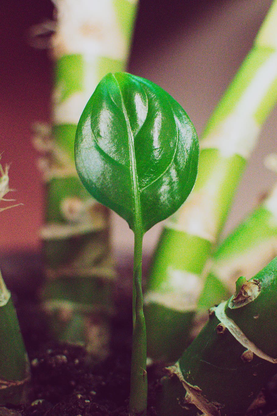 Green Leafed Plant, blur, close-up, color, daylight, fresh, garden HD wallpaper