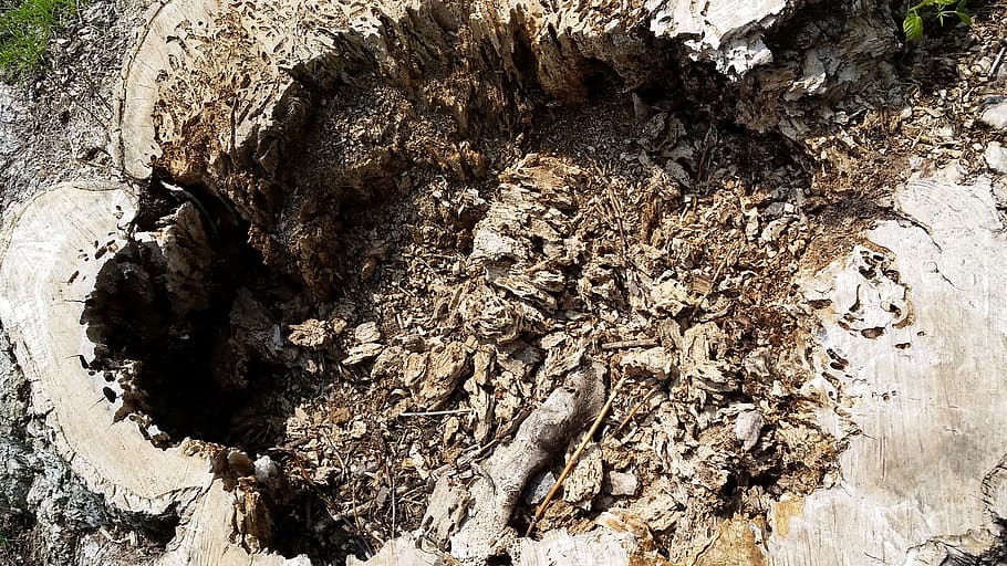 texture, wood, chipped, debris, cut, chop, dirt, ground, nature HD wallpaper