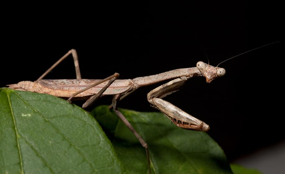 mantis, pray, insect, animal, nature, animal themes, one animal HD wallpaper