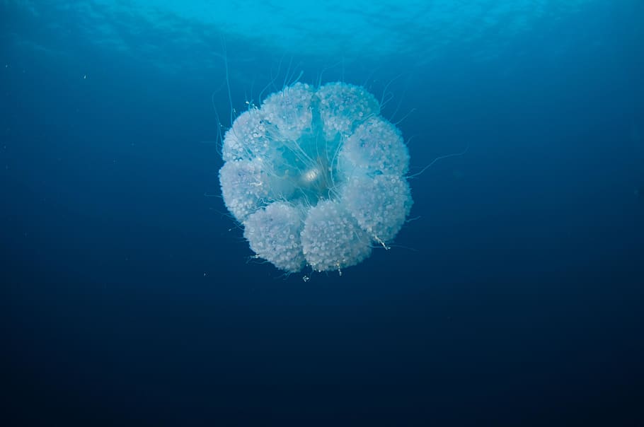 white jelly fish, sea life, animal, invertebrate, jellyfish, sponge animal, HD wallpaper