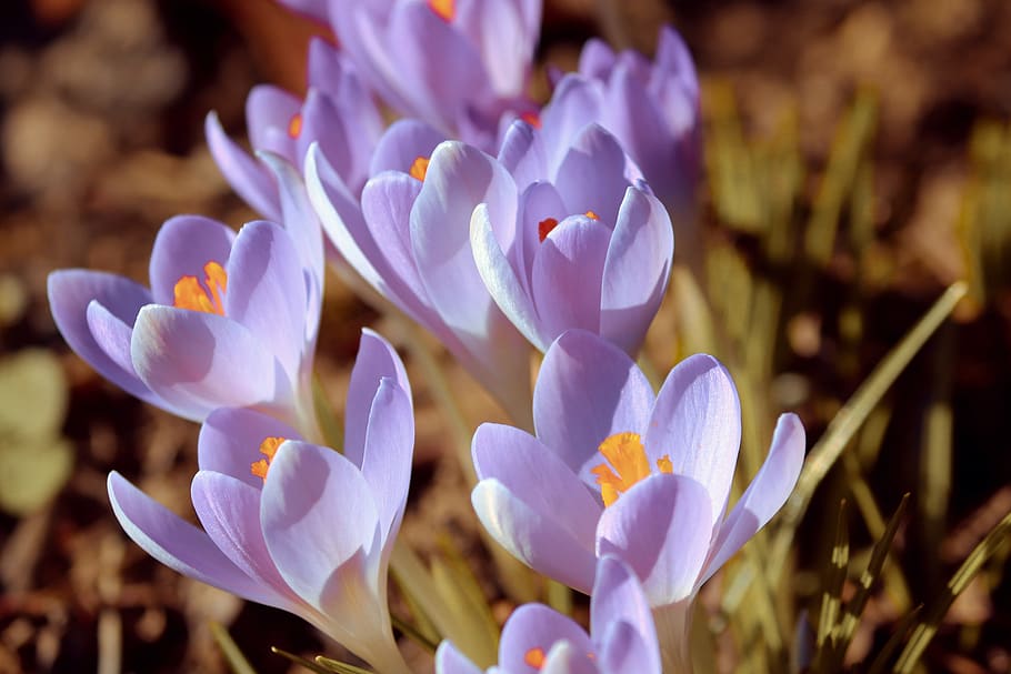crocus, spring, lenz, early bloomer, violet, garden, field HD wallpaper