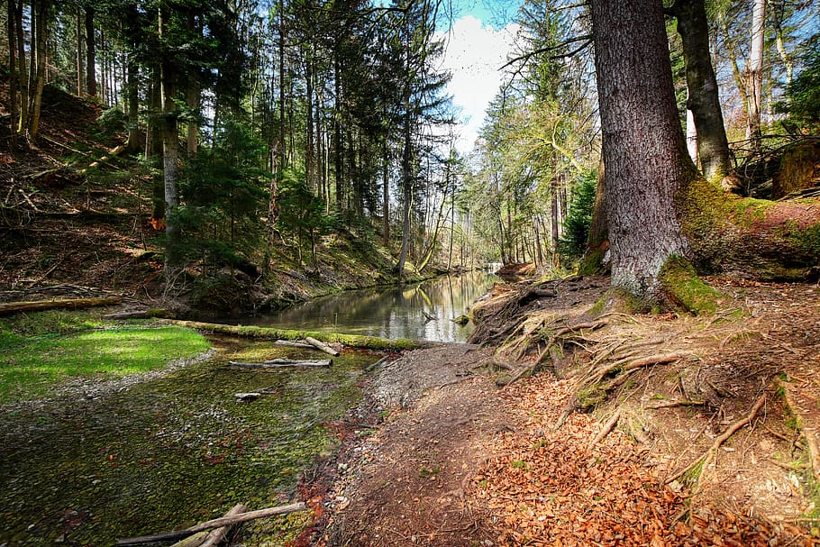 stream bed, river, water, landscape, idyllic, waters, of course HD wallpaper