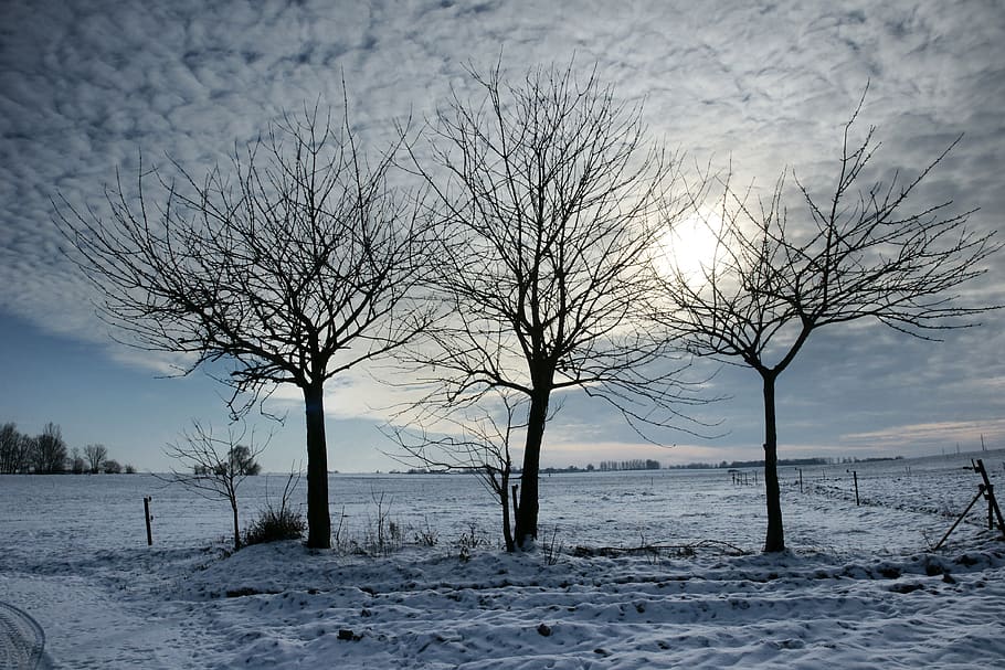 winter, cold, snow, covered, landscape, frozen, frost, weather HD wallpaper