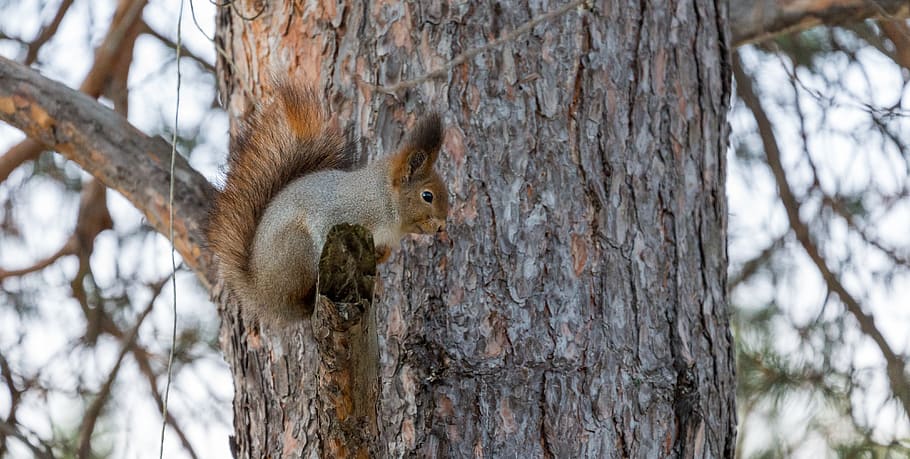 squirrel, red, tree, funny, curious, cute, nature, wildlife HD wallpaper