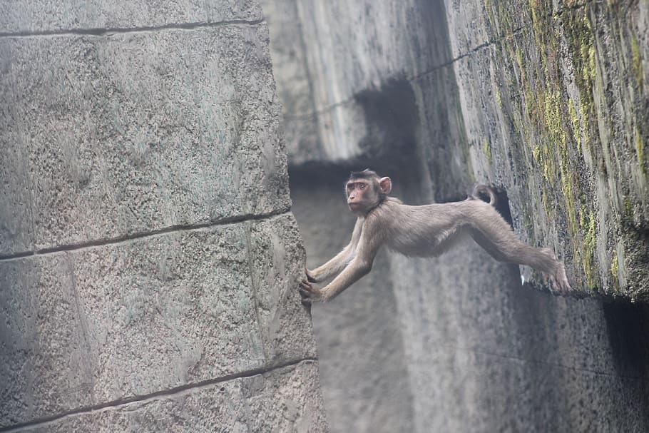 monkey, äffchen, baby, holding, nature, zoo, sweet, small HD wallpaper