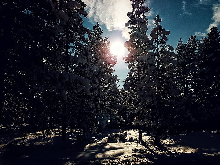 plant, tree, sunlight, sky, sunbeam, nature, tranquility, lens flare HD wallpaper