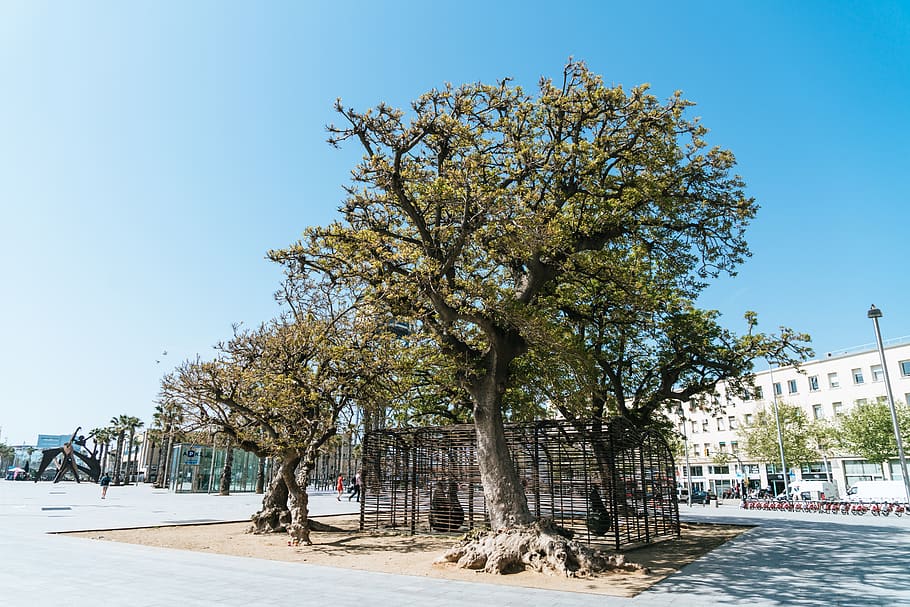 spain, barcelona, tree, leaf, leafs, art, street photography HD wallpaper