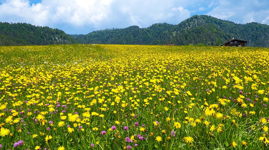 nature, spring, summer, mountains, meadow, flowers, spring flowers HD wallpaper