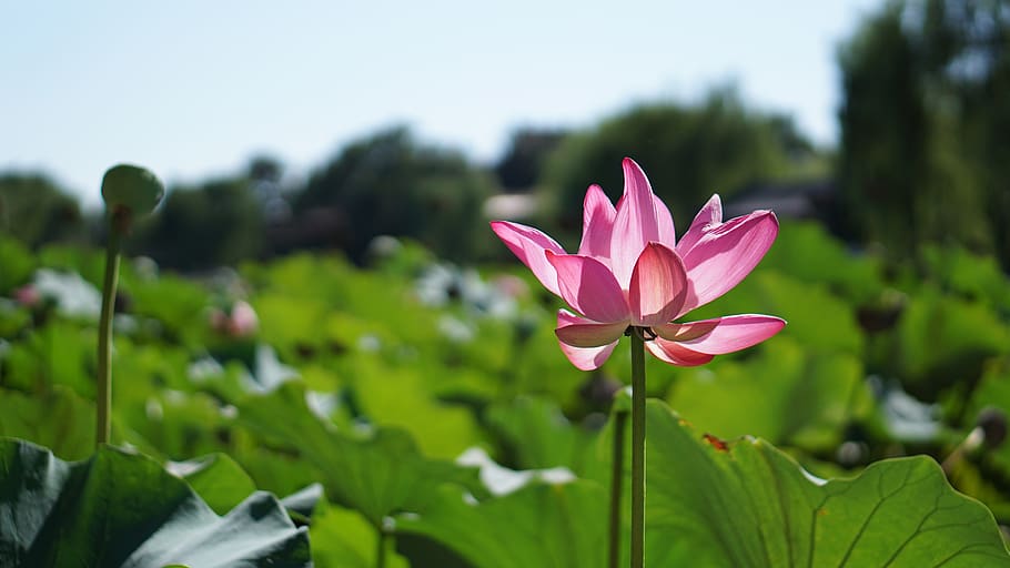 lotus, flower, plant, flowering plant, beauty in nature, freshness HD wallpaper