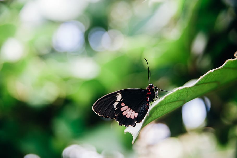 black butterfly on leaf, invertebrate, insect, animal wildlife HD wallpaper