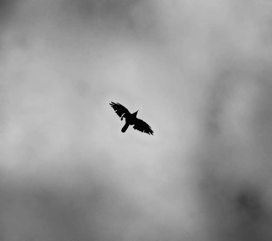 black and white, light, dark, shape, fly, flying, space, sky HD wallpaper