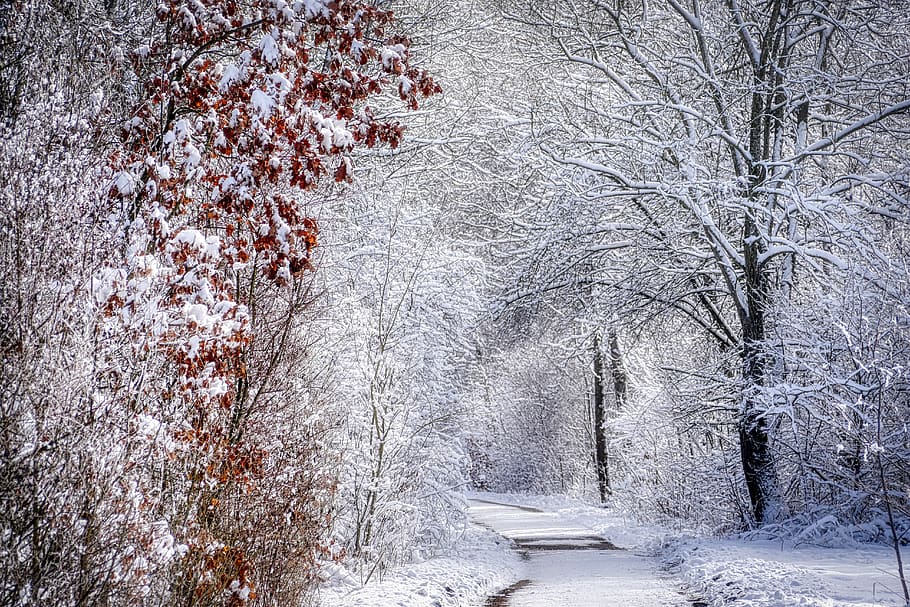tree, winter, snow, landscape, nature, cold, wintry, snowy HD wallpaper