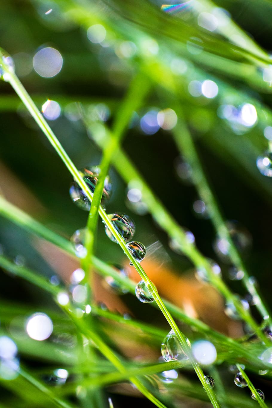 green color, plant, selective focus, growth, drop, close-up HD wallpaper