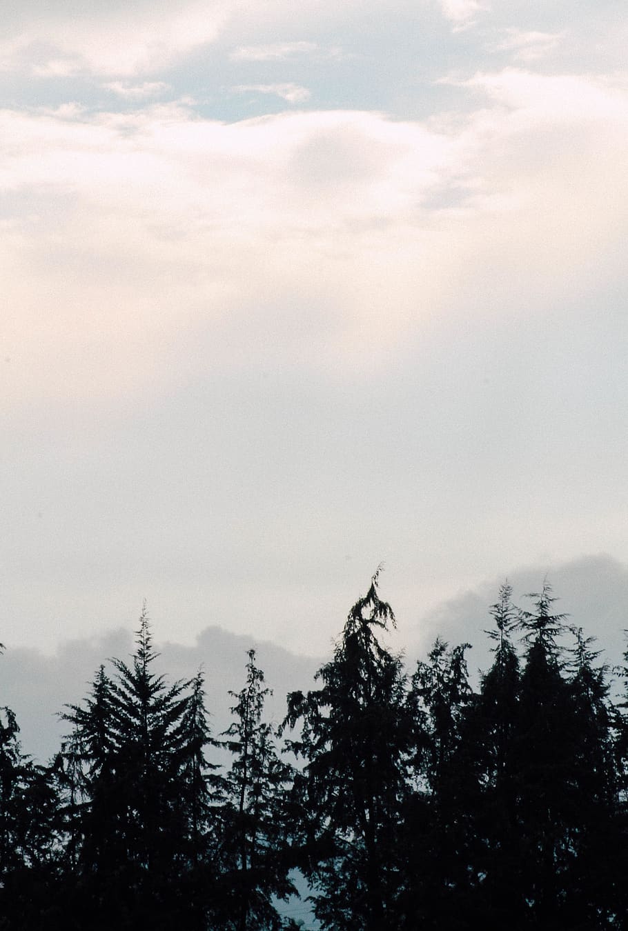 tree, sky, plant, beauty in nature, tranquility, cloud - sky HD wallpaper