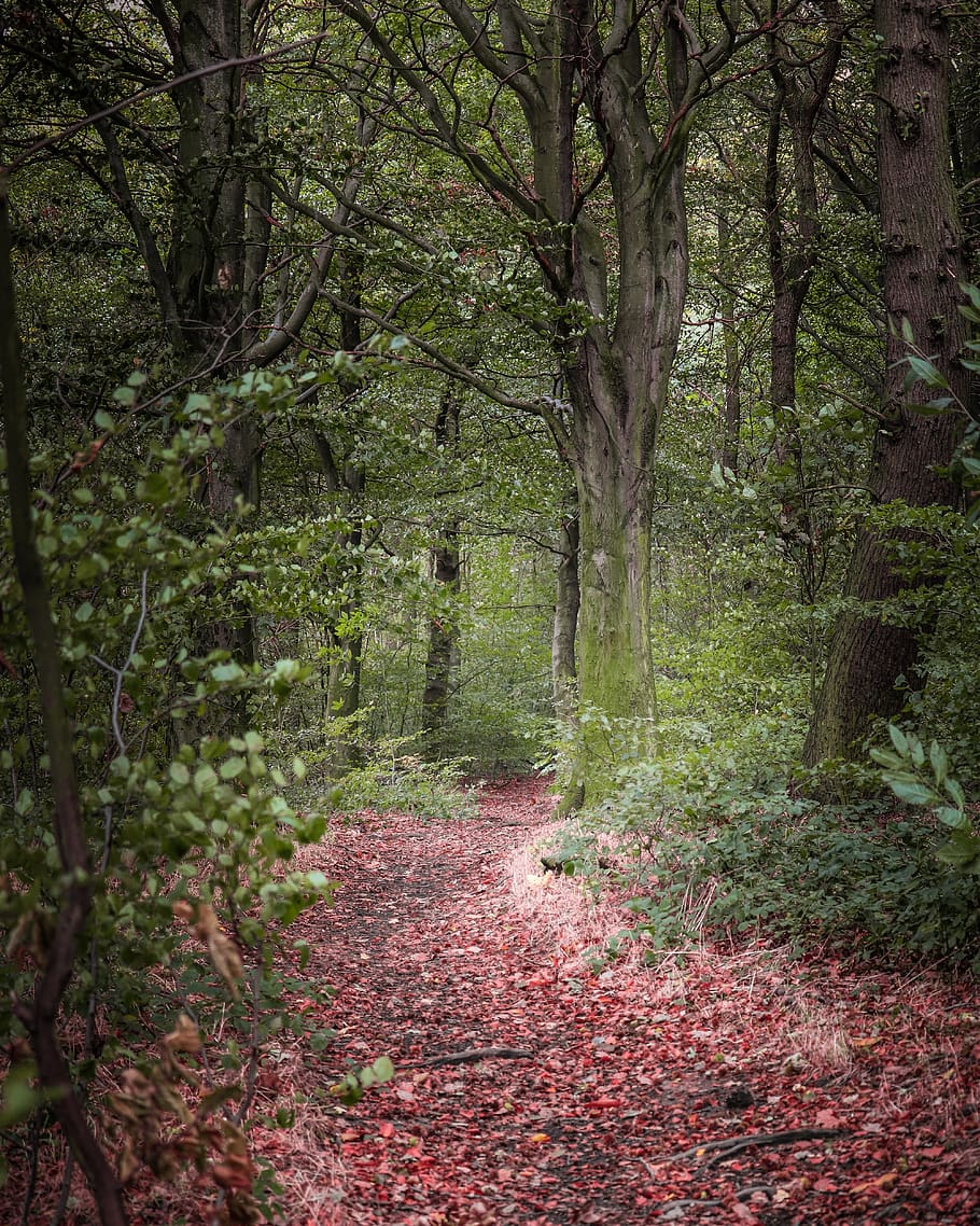 green woods, tree, forest, plant, land, tranquility, nature, the way forward HD wallpaper