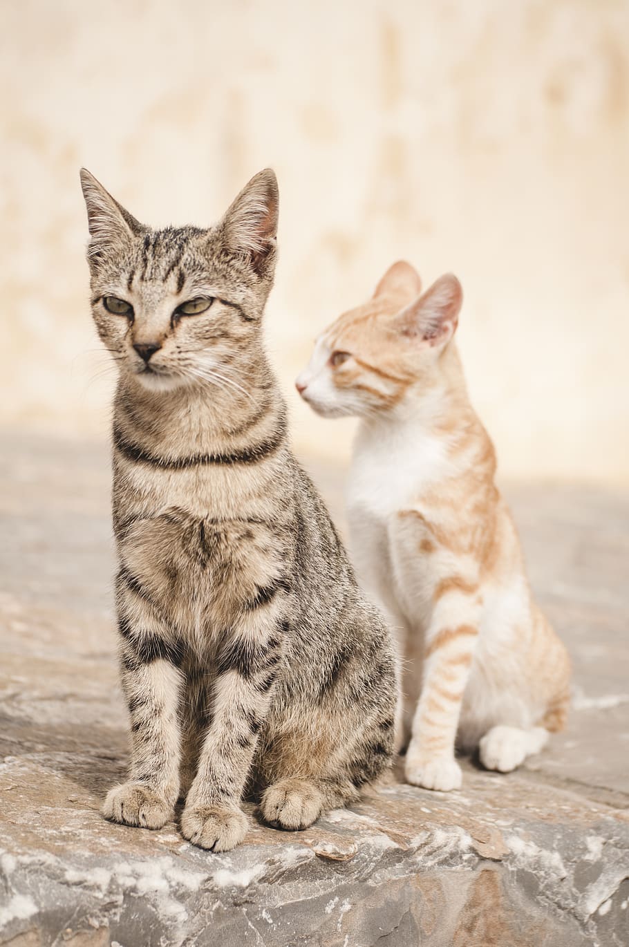 two cats on rock, domestic, pets, feline, mammal, domestic cat HD wallpaper