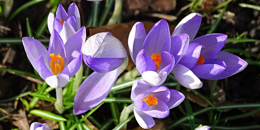 crocus, spring, lenz, early bloomer, violet, garden, field HD wallpaper