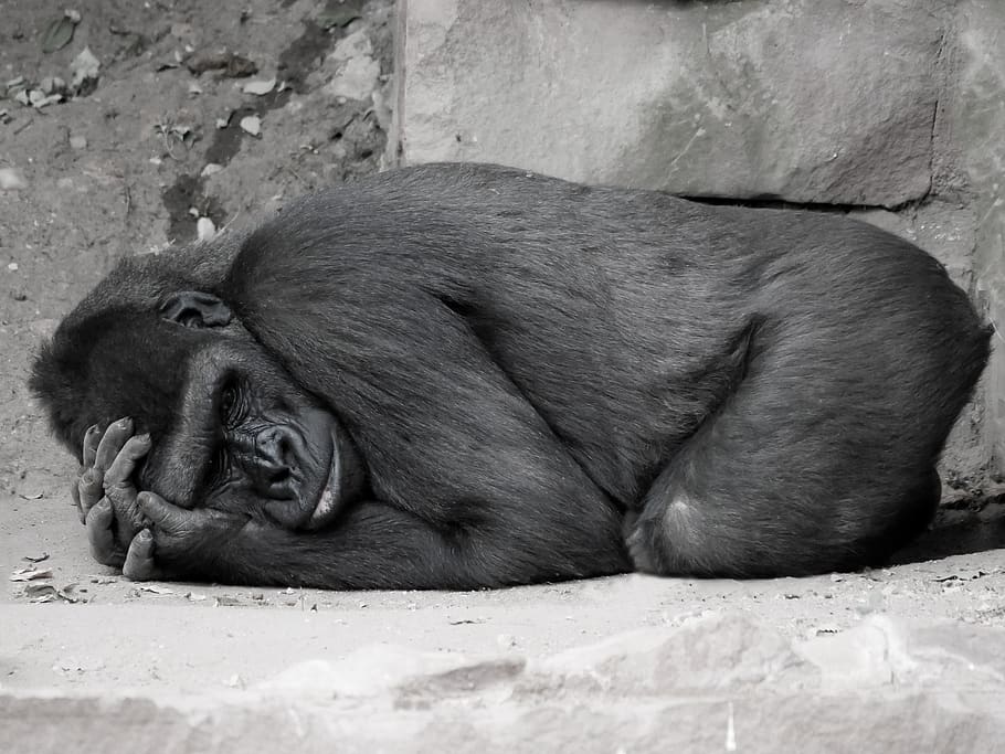 animals, monkey, gorilla, mammal, primate, ape, lowland gorilla HD wallpaper