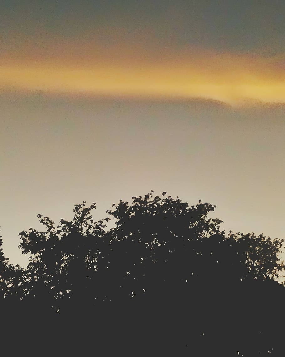 sunset, orange, trees, shy, plant, sky, beauty in nature, tranquility HD wallpaper