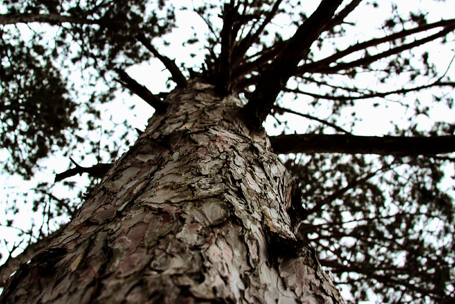 treetrunk, treetop, plant, low angle view, tree trunk, branch HD wallpaper