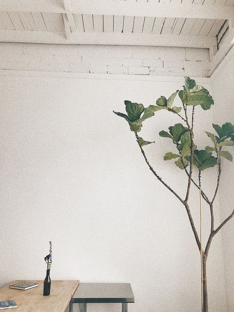 tree, fig, white, coffee, green, plant, wall - building feature HD wallpaper
