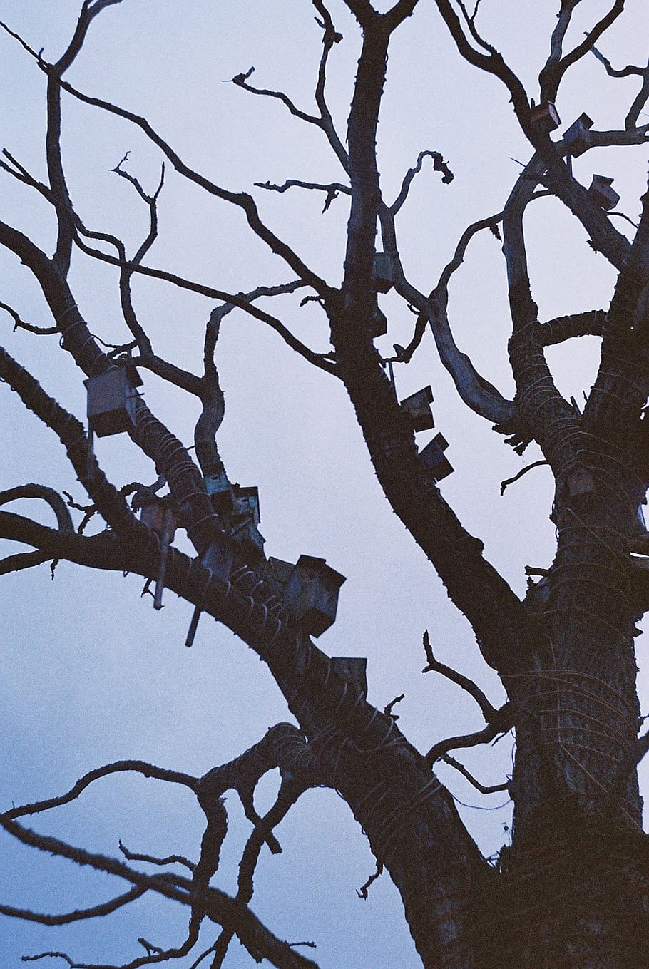 tree, plant, tree trunk, silhouette, animal, bird, crow, leaf HD wallpaper